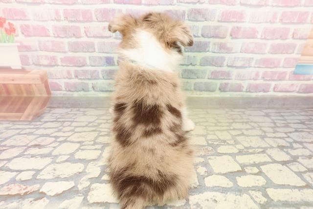 東京都のチワワ(ロング) (Coo&RIKU福生店/2025年10月13日生まれ/男の子/チョコレートマールホワイト)の子犬の4枚目の画像