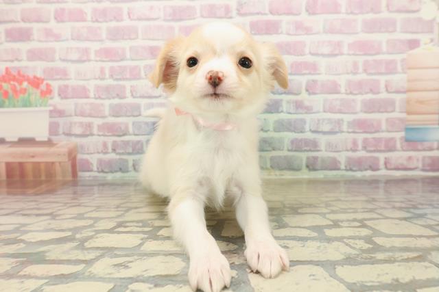 三重県のチワワ(ロング) (Coo&RIKU津高茶屋店/2025年10月13日生まれ/男の子/クリームホワイト)の子犬の1枚目の画像