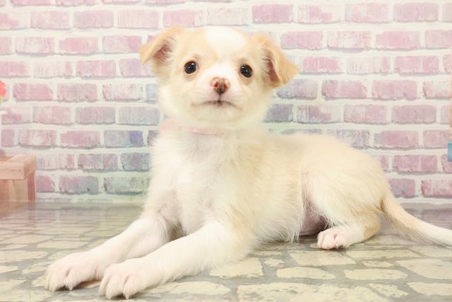 三重県のチワワ(ロング) (Coo&RIKU津高茶屋店/2025年10月13日生まれ/男の子/クリームホワイト)の子犬の2枚目の画像