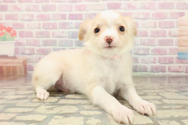 三重県のチワワ(ロング) (Coo&RIKU津高茶屋店/2025年10月13日生まれ/男の子/クリームホワイト)の子犬の3枚目の画像