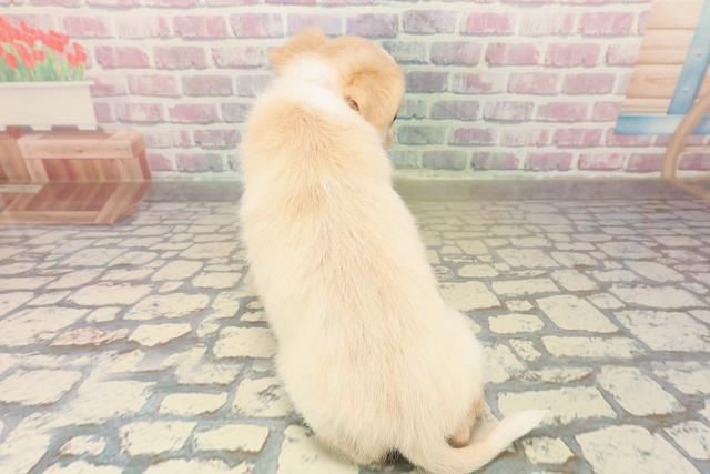 三重県のチワワ(ロング) (Coo&RIKU津高茶屋店/2025年10月13日生まれ/男の子/クリームホワイト)の子犬の4枚目の画像