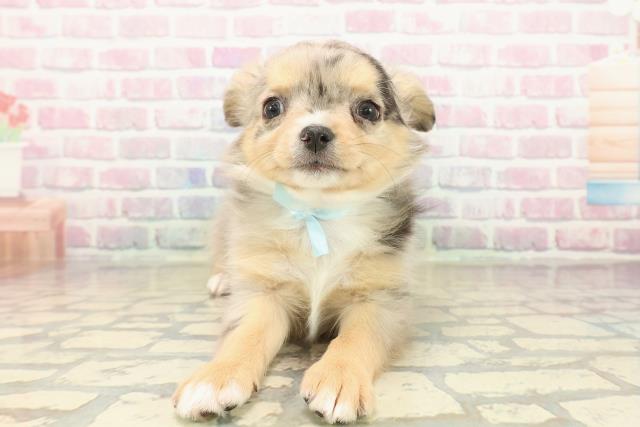 長野県のチワワ(ロング) (Coo&RIKUコメリパワー長野東部店/2025年10月13日生まれ/男の子/ブルーマール)の子犬の1枚目の画像