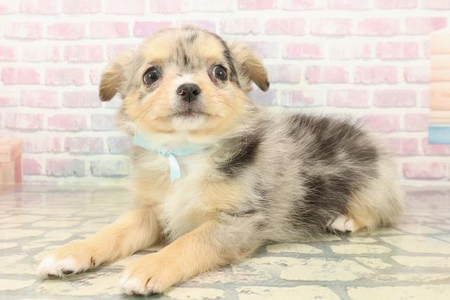 長野県のチワワ(ロング) (Coo&RIKUコメリパワー長野東部店/2025年10月13日生まれ/男の子/ブルーマール)の子犬の2枚目の画像