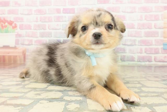 長野県のチワワ(ロング) (Coo&RIKUコメリパワー長野東部店/2025年10月13日生まれ/男の子/ブルーマール)の子犬の3枚目の画像