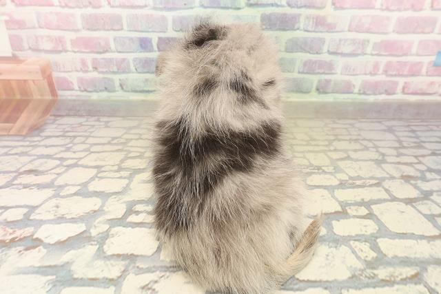 長野県のチワワ(ロング) (Coo&RIKUコメリパワー長野東部店/2025年10月13日生まれ/男の子/ブルーマール)の子犬の4枚目の画像