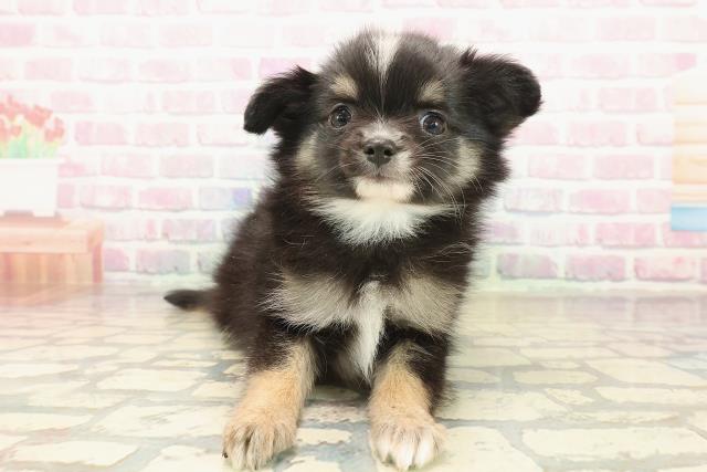 栃木県のチワワ(ロング) (Coo&RIKU小山店/2025年10月13日生まれ/男の子/ブラックタンホワイト)の子犬の1枚目の画像