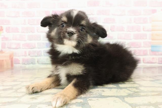 栃木県のチワワ(ロング) (Coo&RIKU小山店/2025年10月13日生まれ/男の子/ブラックタンホワイト)の子犬の2枚目の画像