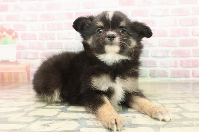 栃木県のチワワ(ロング) (Coo&RIKU小山店/2025年10月13日生まれ/男の子/ブラックタンホワイト)の子犬の3枚目の画像