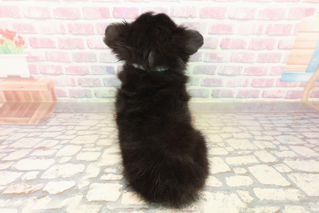 栃木県のチワワ(ロング) (Coo&RIKU小山店/2025年10月13日生まれ/男の子/ブラックタンホワイト)の子犬の4枚目の画像