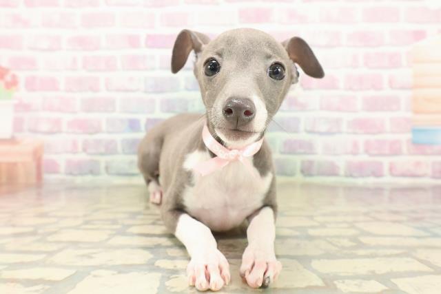 千葉県のイタリアングレーハウンド (Coo&RIKUフレスポ稲毛店/2025年9月21日生まれ/女の子/ブルーホワイトマーキングス)の子犬の1枚目の画像