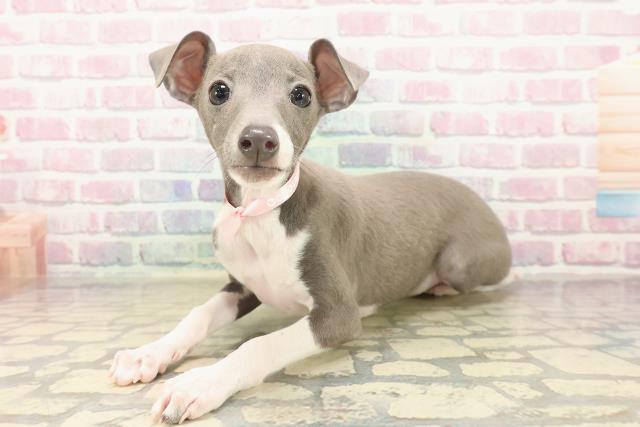 千葉県のイタリアングレーハウンド (Coo&RIKUフレスポ稲毛店/2025年9月21日生まれ/女の子/ブルーホワイトマーキングス)の子犬の2枚目の画像