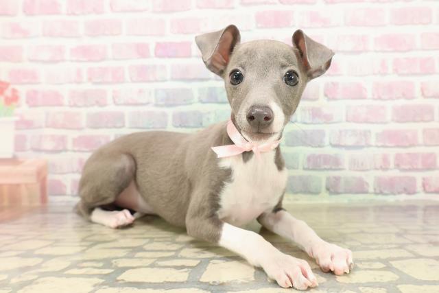 千葉県のイタリアングレーハウンド (Coo&RIKUフレスポ稲毛店/2025年9月21日生まれ/女の子/ブルーホワイトマーキングス)の子犬の3枚目の画像