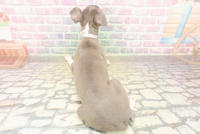 千葉県のイタリアングレーハウンド (Coo&RIKUフレスポ稲毛店/2025年9月21日生まれ/女の子/ブルーホワイトマーキングス)の子犬の4枚目の画像