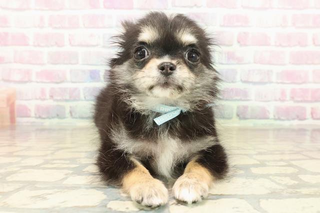 群馬県のチワワ(ロング) (Coo&RIKU藤岡店/2025年9月22日生まれ/男の子/ブラックタンホワイト)の子犬の1枚目の画像