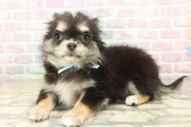 群馬県のチワワ(ロング) (Coo&RIKU藤岡店/2025年9月22日生まれ/男の子/ブラックタンホワイト)の子犬の2枚目の画像