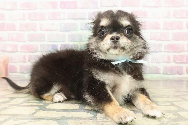 群馬県のチワワ(ロング) (Coo&RIKU藤岡店/2025年9月22日生まれ/男の子/ブラックタンホワイト)の子犬の3枚目の画像