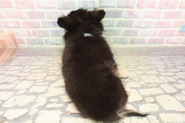 群馬県のチワワ(ロング) (Coo&RIKU藤岡店/2025年9月22日生まれ/男の子/ブラックタンホワイト)の子犬の4枚目の画像