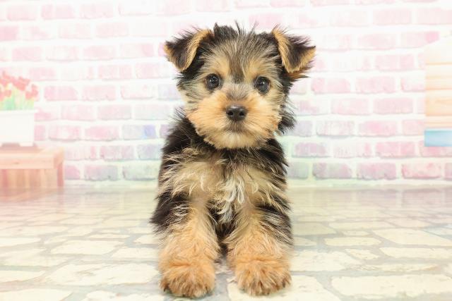 群馬県のヨークシャーテリア (Coo&RIKU前橋店/2025年10月8日生まれ/男の子/スチールブルータン)の子犬