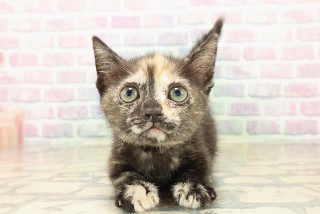 千葉県のマンチカン (Coo&RIKU木更津店/2025年10月10日生まれ/女の子/キャリコ)の子猫の1枚目の画像