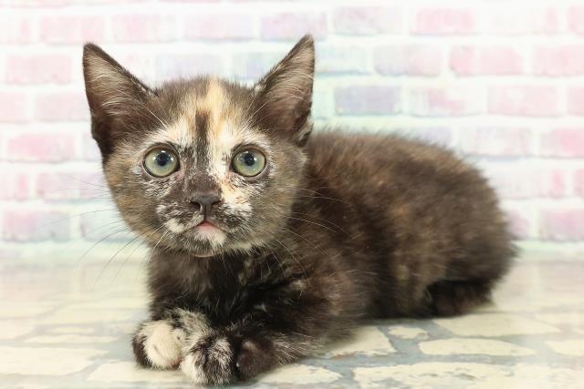 千葉県のマンチカン (Coo&RIKU木更津店/2025年10月10日生まれ/女の子/キャリコ)の子猫の2枚目の画像