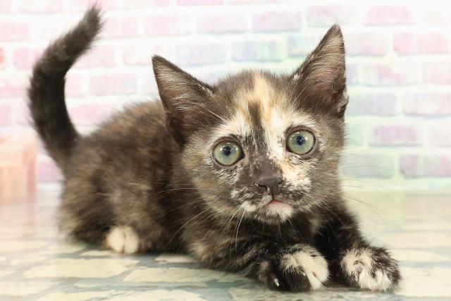 千葉県のマンチカン (Coo&RIKU木更津店/2025年10月10日生まれ/女の子/キャリコ)の子猫の3枚目の画像