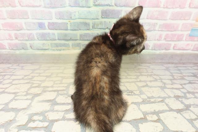 千葉県のマンチカン (Coo&RIKU木更津店/2025年10月10日生まれ/女の子/キャリコ)の子猫の4枚目の画像