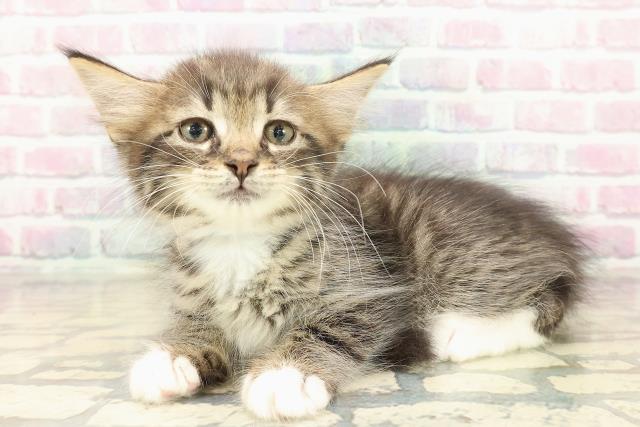 北海道のラガマフィン (Coo&RIKU札幌東店/2025年10月10日生まれ/男の子/ブラウンタビーホワイト)の子猫の2枚目の画像