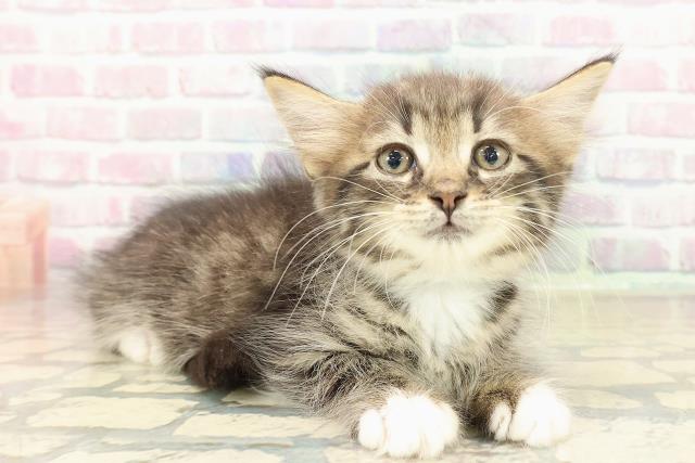 北海道のラガマフィン (Coo&RIKU札幌東店/2025年10月10日生まれ/男の子/ブラウンタビーホワイト)の子猫の3枚目の画像