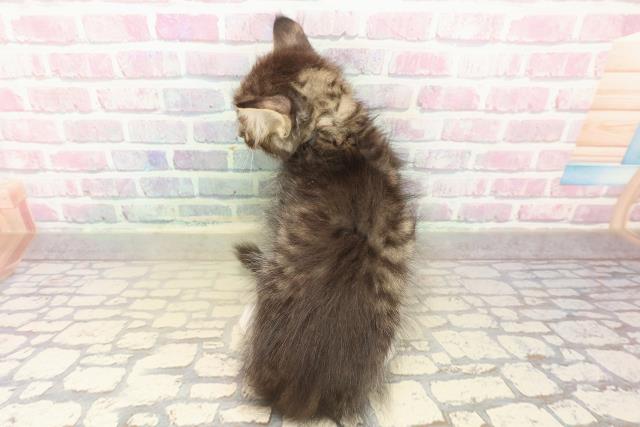 北海道のラガマフィン (Coo&RIKU札幌東店/2025年10月10日生まれ/男の子/ブラウンタビーホワイト)の子猫の4枚目の画像