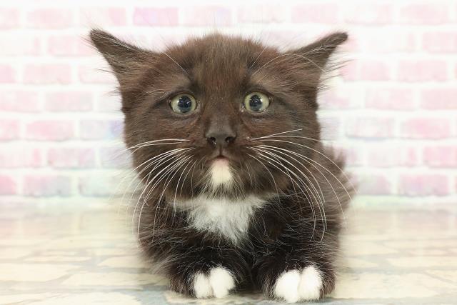 新潟県のラガマフィン (Coo&RIKU長岡店/2025年10月10日生まれ/男の子/ブラックホワイト)の子猫の1枚目の画像