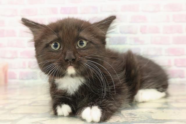 新潟県のラガマフィン (Coo&RIKU長岡店/2025年10月10日生まれ/男の子/ブラックホワイト)の子猫の2枚目の画像