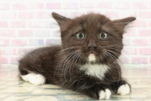 新潟県のラガマフィン (Coo&RIKU長岡店/2025年10月10日生まれ/男の子/ブラックホワイト)の子猫の3枚目の画像