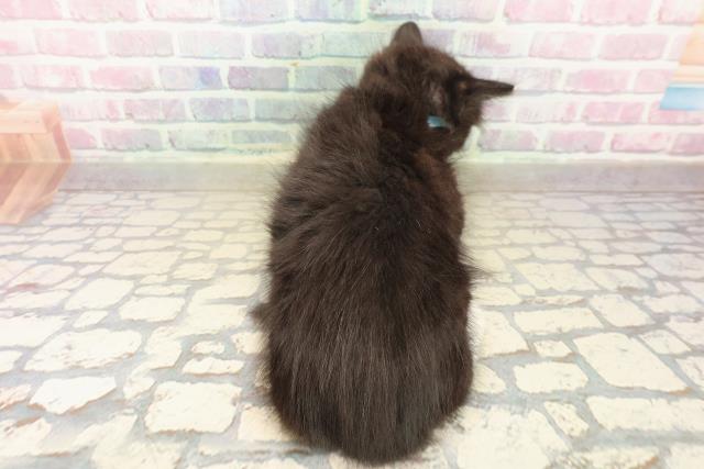 新潟県のラガマフィン (Coo&RIKU長岡店/2025年10月10日生まれ/男の子/ブラックホワイト)の子猫の4枚目の画像