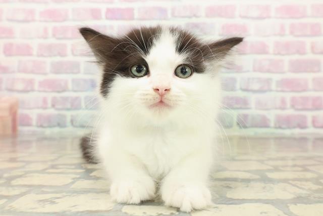 新潟県のラガマフィン (Coo&RIKUイオンモール新発田店/2025年10月10日生まれ/男の子/ブラックホワイト)の子猫の1枚目の画像