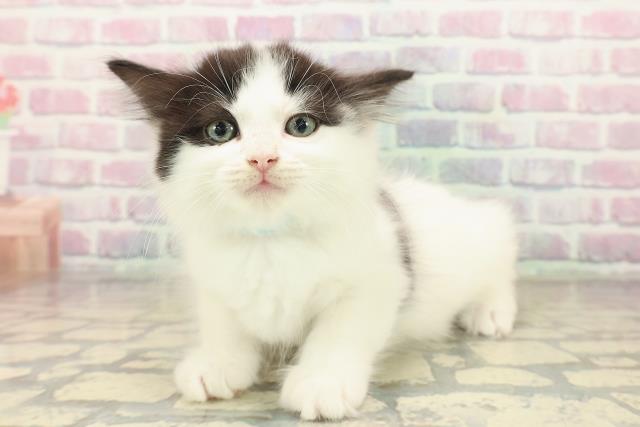 新潟県のラガマフィン (Coo&RIKUイオンモール新発田店/2025年10月10日生まれ/男の子/ブラックホワイト)の子猫の2枚目の画像