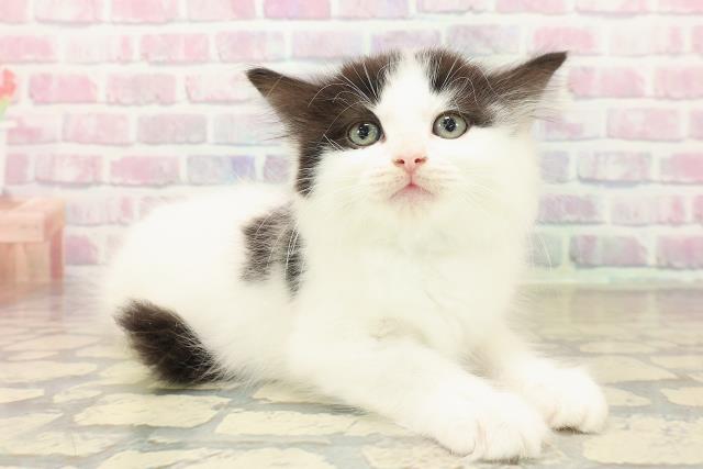 新潟県のラガマフィン (Coo&RIKUイオンモール新発田店/2025年10月10日生まれ/男の子/ブラックホワイト)の子猫の3枚目の画像