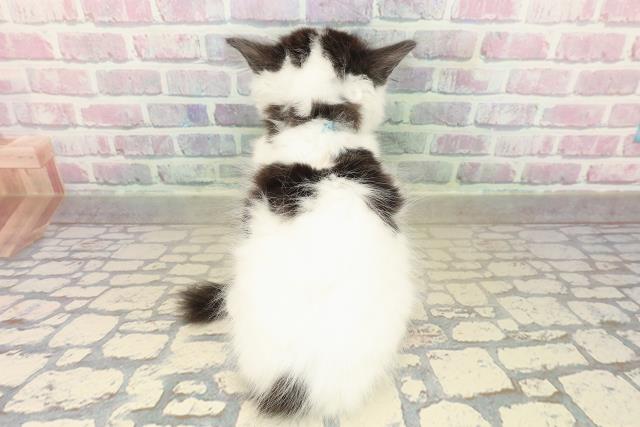 新潟県のラガマフィン (Coo&RIKUイオンモール新発田店/2025年10月10日生まれ/男の子/ブラックホワイト)の子猫の4枚目の画像