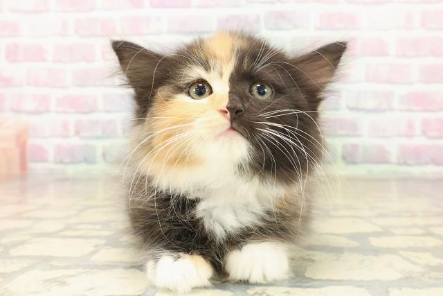 富山県のラガマフィン (Coo&RIKU富山店/2025年10月10日生まれ/女の子/キャリコ)の子猫の1枚目の画像