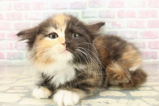 富山県のラガマフィン (Coo&RIKU富山店/2025年10月10日生まれ/女の子/キャリコ)の子猫の2枚目の画像