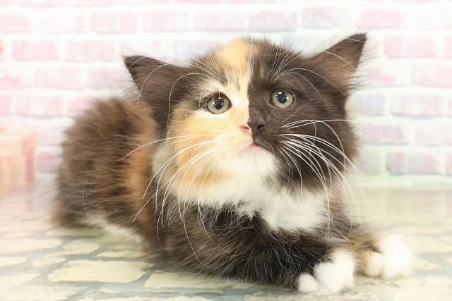 富山県のラガマフィン (Coo&RIKU富山店/2025年10月10日生まれ/女の子/キャリコ)の子猫の3枚目の画像