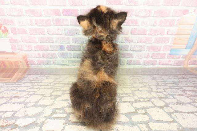 富山県のラガマフィン (Coo&RIKU富山店/2025年10月10日生まれ/女の子/キャリコ)の子猫の4枚目の画像