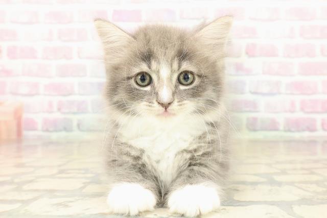 茨城県のラガマフィン (Coo&RIKU筑西店/2025年10月10日生まれ/男の子/ブルータビーホワイト)の子猫の1枚目の画像