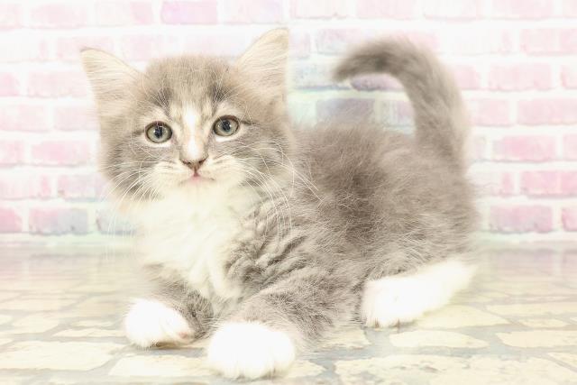 茨城県のラガマフィン (Coo&RIKU筑西店/2025年10月10日生まれ/男の子/ブルータビーホワイト)の子猫の2枚目の画像