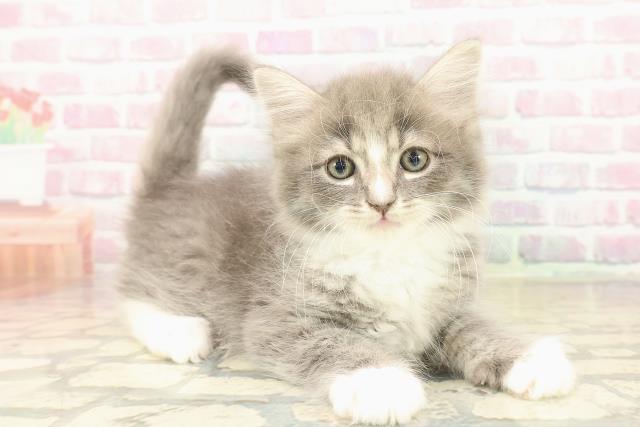 茨城県のラガマフィン (Coo&RIKU筑西店/2025年10月10日生まれ/男の子/ブルータビーホワイト)の子猫の3枚目の画像