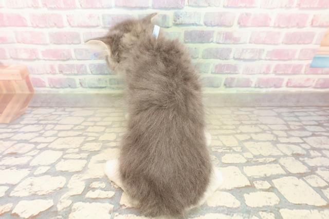 茨城県のラガマフィン (Coo&RIKU筑西店/2025年10月10日生まれ/男の子/ブルータビーホワイト)の子猫の4枚目の画像
