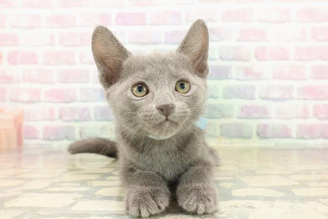 群馬県のロシアンブルー (Coo&RIKU伊勢崎店/2025年10月11日生まれ/男の子/ブルー)の子猫の1枚目の画像