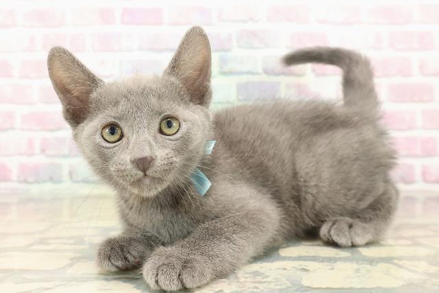 群馬県のロシアンブルー (Coo&RIKU伊勢崎店/2025年10月11日生まれ/男の子/ブルー)の子猫の2枚目の画像