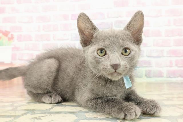 群馬県のロシアンブルー (Coo&RIKU伊勢崎店/2025年10月11日生まれ/男の子/ブルー)の子猫の3枚目の画像