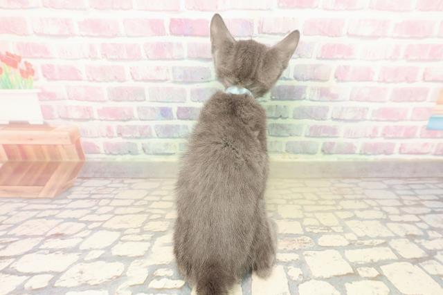 群馬県のロシアンブルー (Coo&RIKU伊勢崎店/2025年10月11日生まれ/男の子/ブルー)の子猫の4枚目の画像