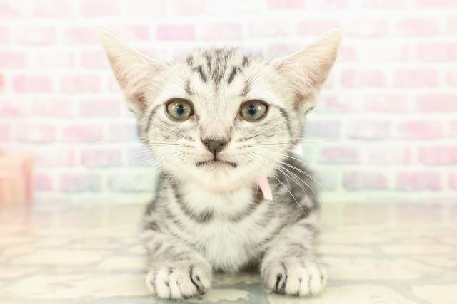 アメリカンショートヘアー